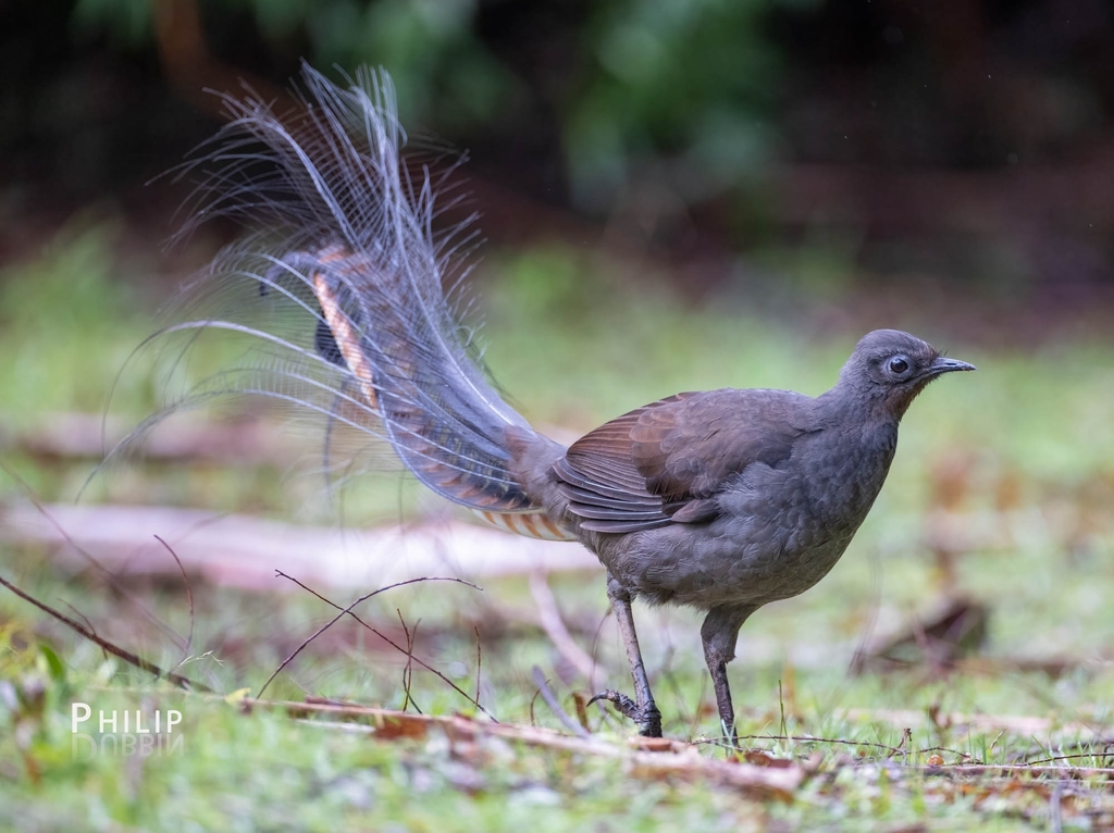 Superb Lyrebird photo