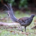 Superb Lyrebird - Photo (c) pdubbin, some rights reserved (CC BY-NC)