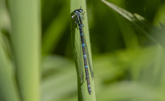 Coenagrion puella