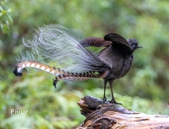 Superb Lyrebird photo 4