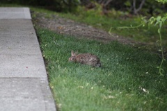Sylvilagus floridanus