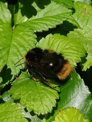 Bombus