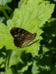 Pararge aegeria