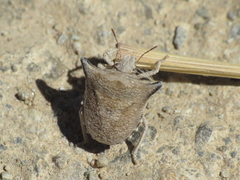 Ventocoris falcatus