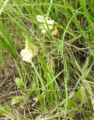 Lathyrus pannonicus