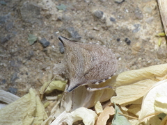 Ventocoris falcatus