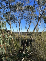 Eucalyptus luehmanniana