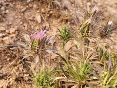 Atractylis caespitosa