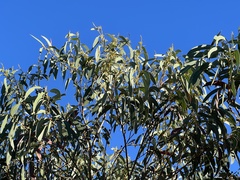 Eucalyptus luehmanniana