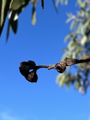 Eucalyptus luehmanniana
