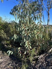 Eucalyptus luehmanniana