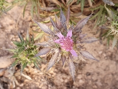 Atractylis caespitosa