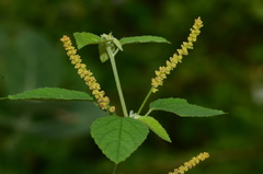 Acalypha capitata