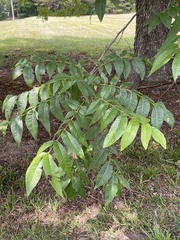 Carya illinoinensis