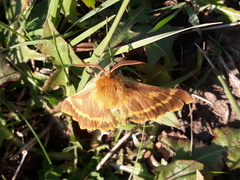 Lemonia dumi