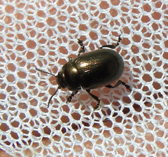 Chrysolina marginata