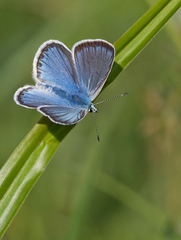 Polyommatus eroides