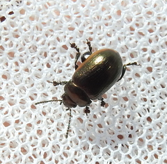 Chrysolina marginata