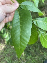 Carya illinoinensis
