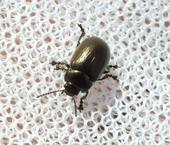 Chrysolina marginata