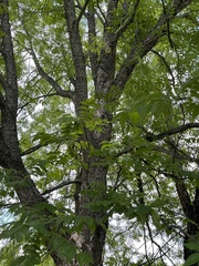 Carya illinoinensis