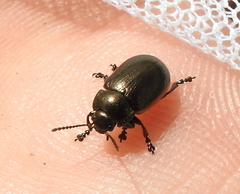 Chrysolina marginata