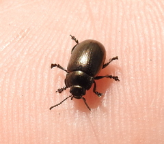 Chrysolina marginata