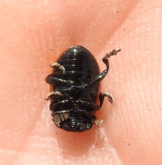 Chrysolina marginata