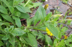 Silene latifolia alba