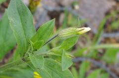Silene latifolia alba