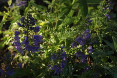 Veronica schmidtiana