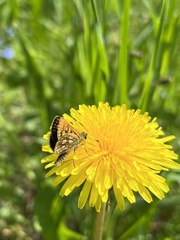 Carterocephalus