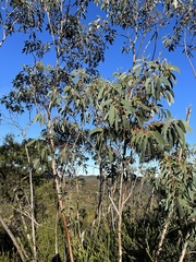 Eucalyptus luehmanniana