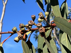Eucalyptus luehmanniana