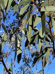 Eucalyptus luehmanniana