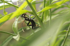 Acanthocephala thomasi