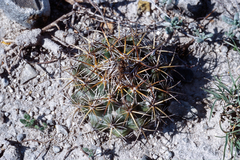 Coryphantha vaupeliana