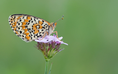 Melitaea trivia