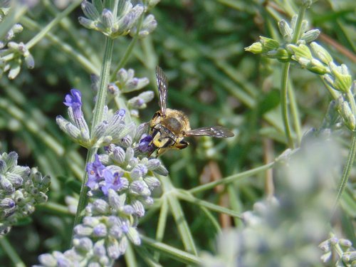 Vlnárka obyčajná (Anthidium manicatum)