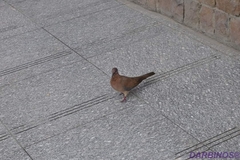 Streptopelia senegalensis