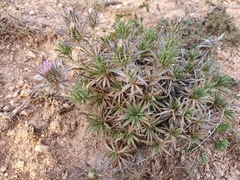 Atractylis caespitosa