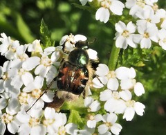 Trichiotinus viridans