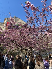 Prunus serrulata