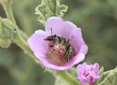Macrotera