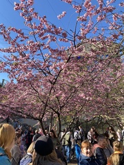 Prunus serrulata