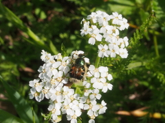 Trichiotinus viridans