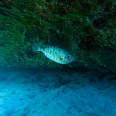 Heteropriacanthus fulgens