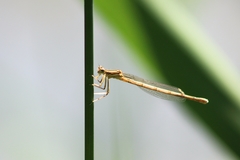 Platycnemis pennipes