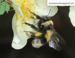 Bombus lantschouensis
