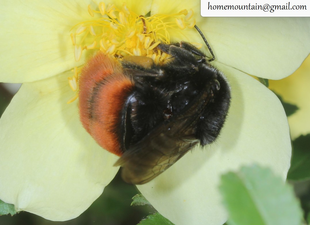 Bombus pyrosoma Morawitz, 1889